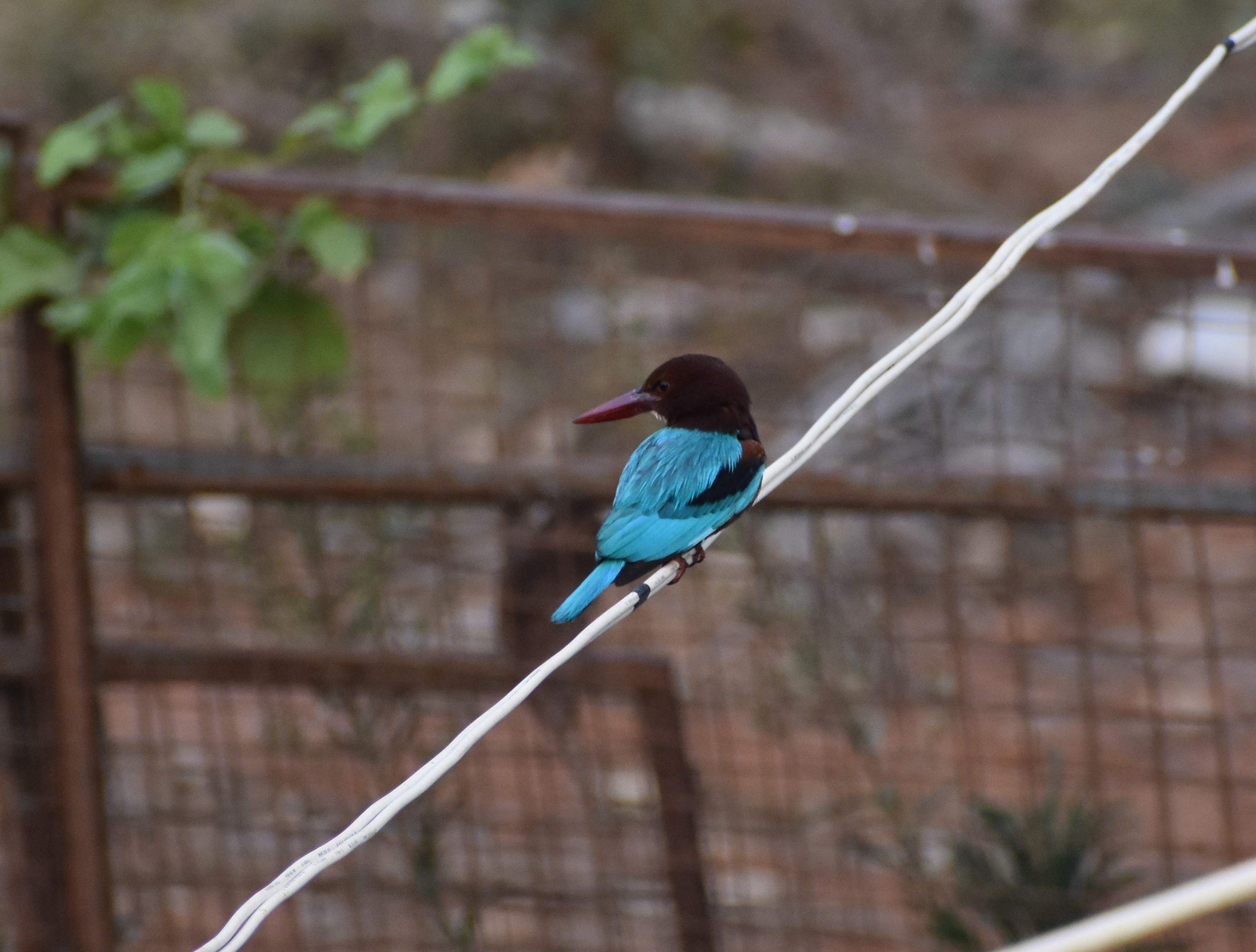 blue_kingfisher