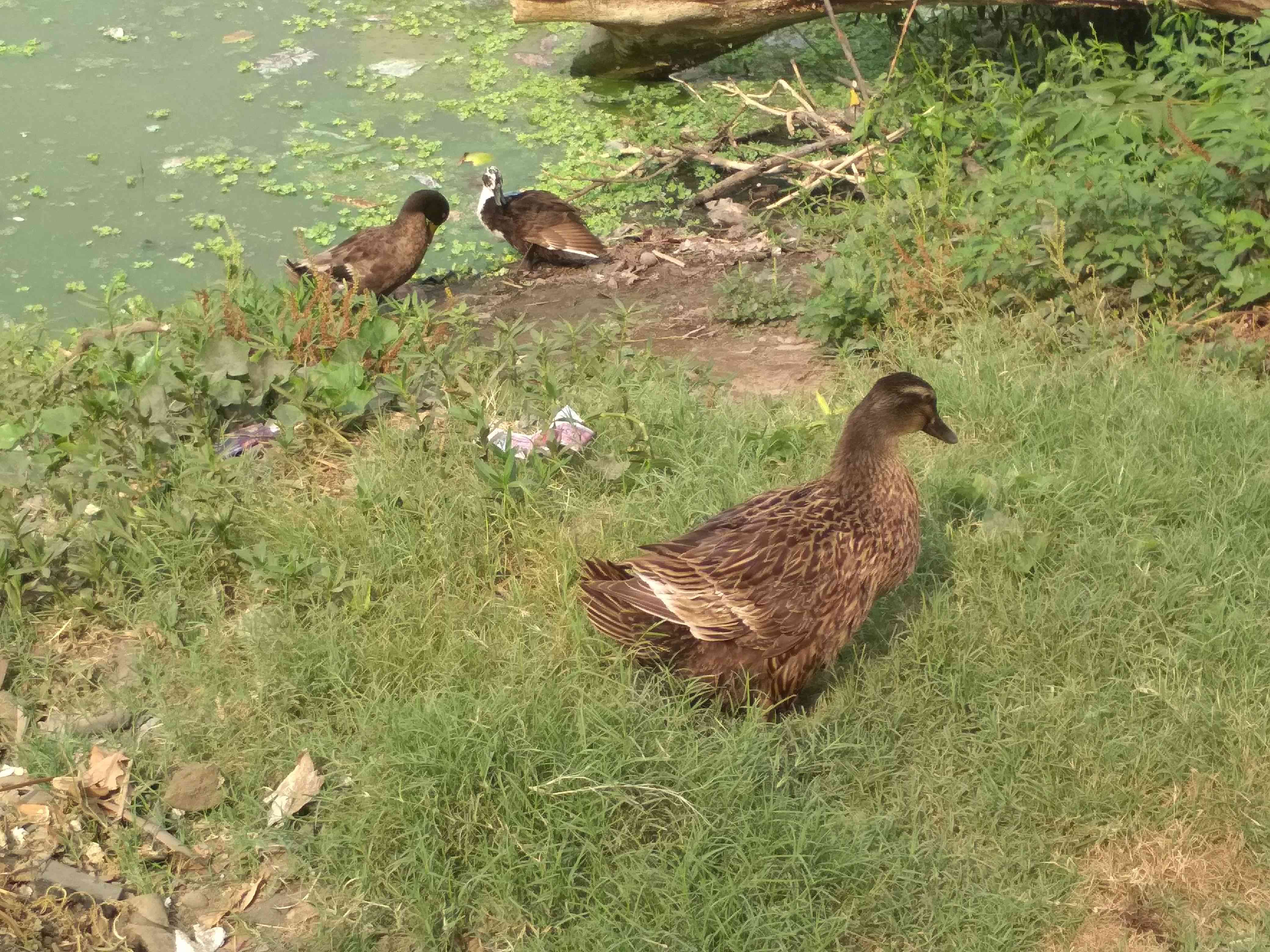 brown_ducks