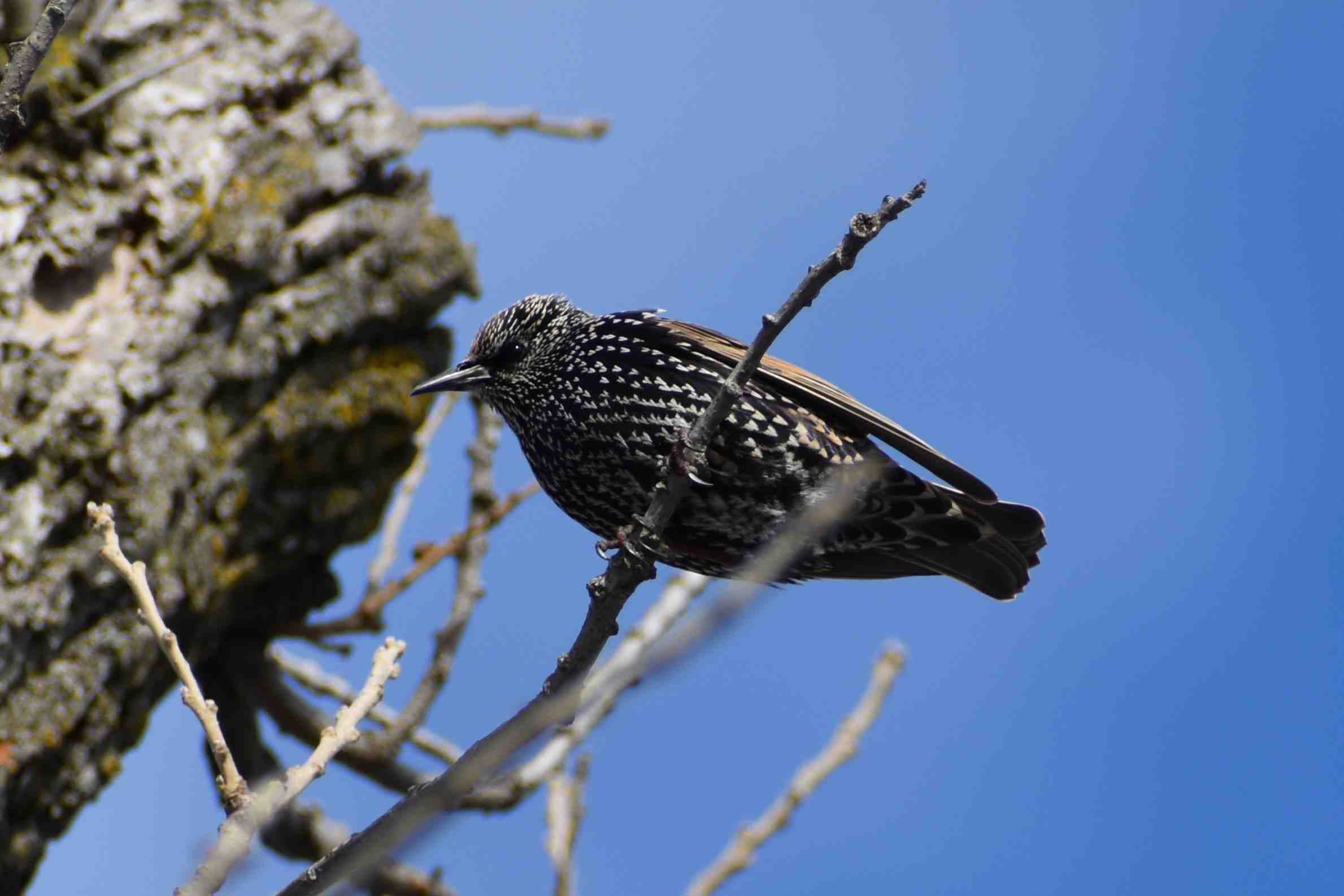 common_starling