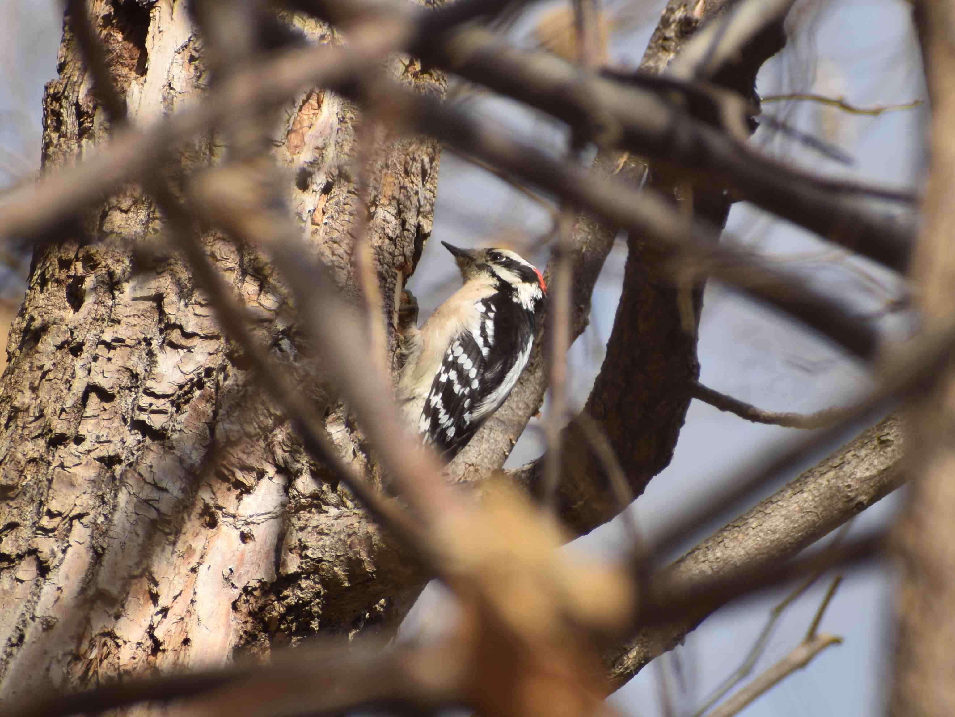 downy_woodpecker