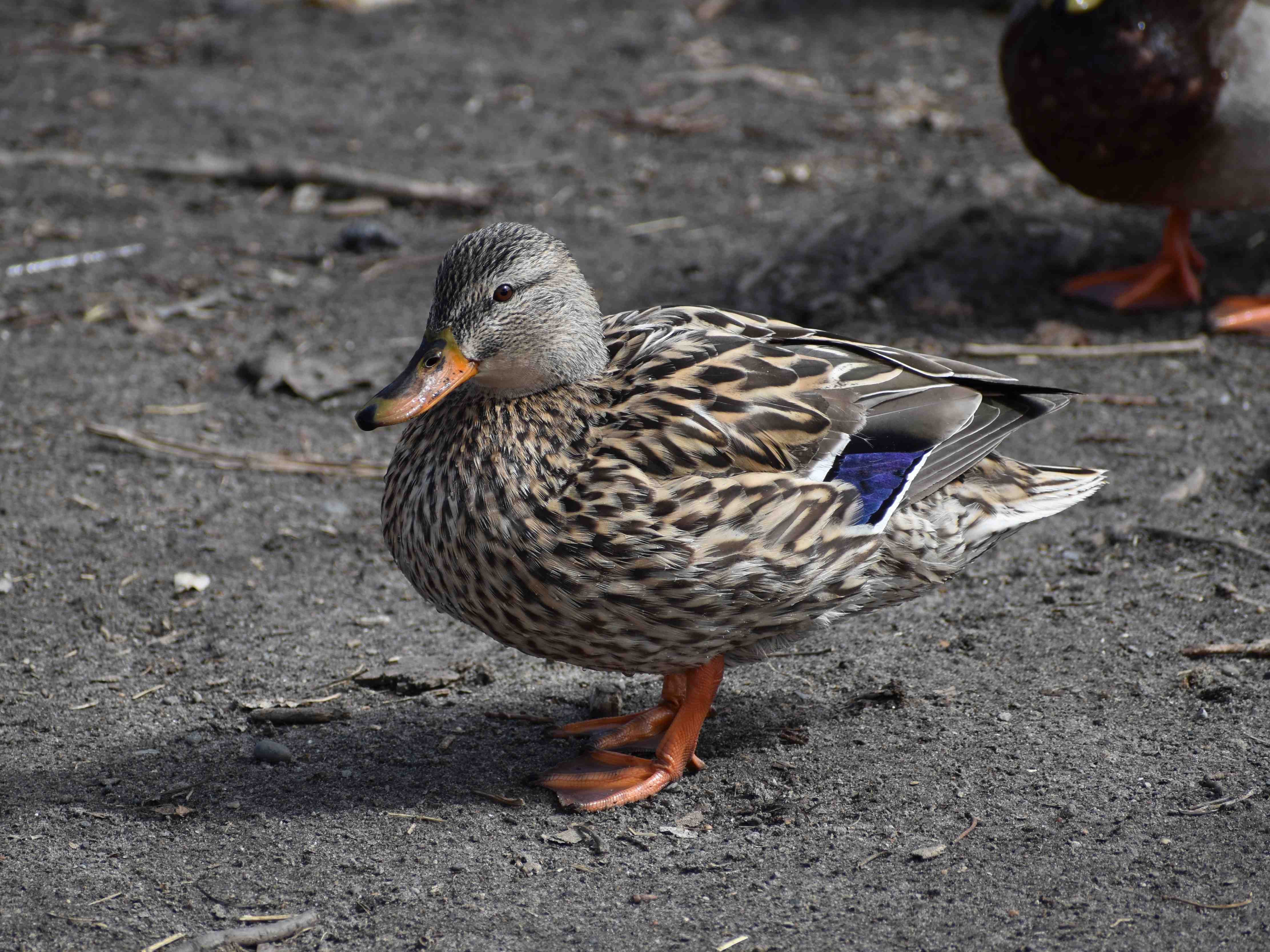 mallard