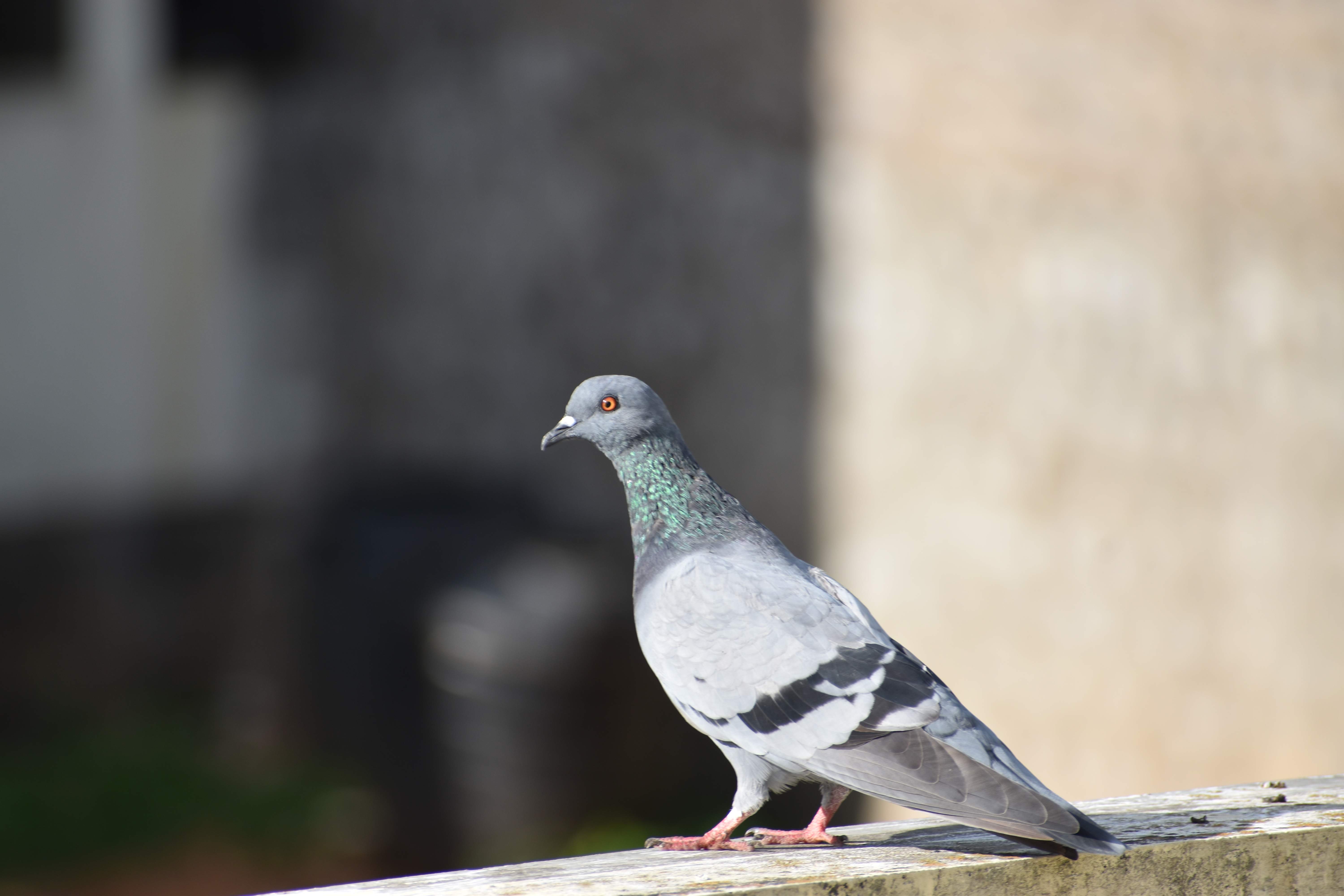 pigeon