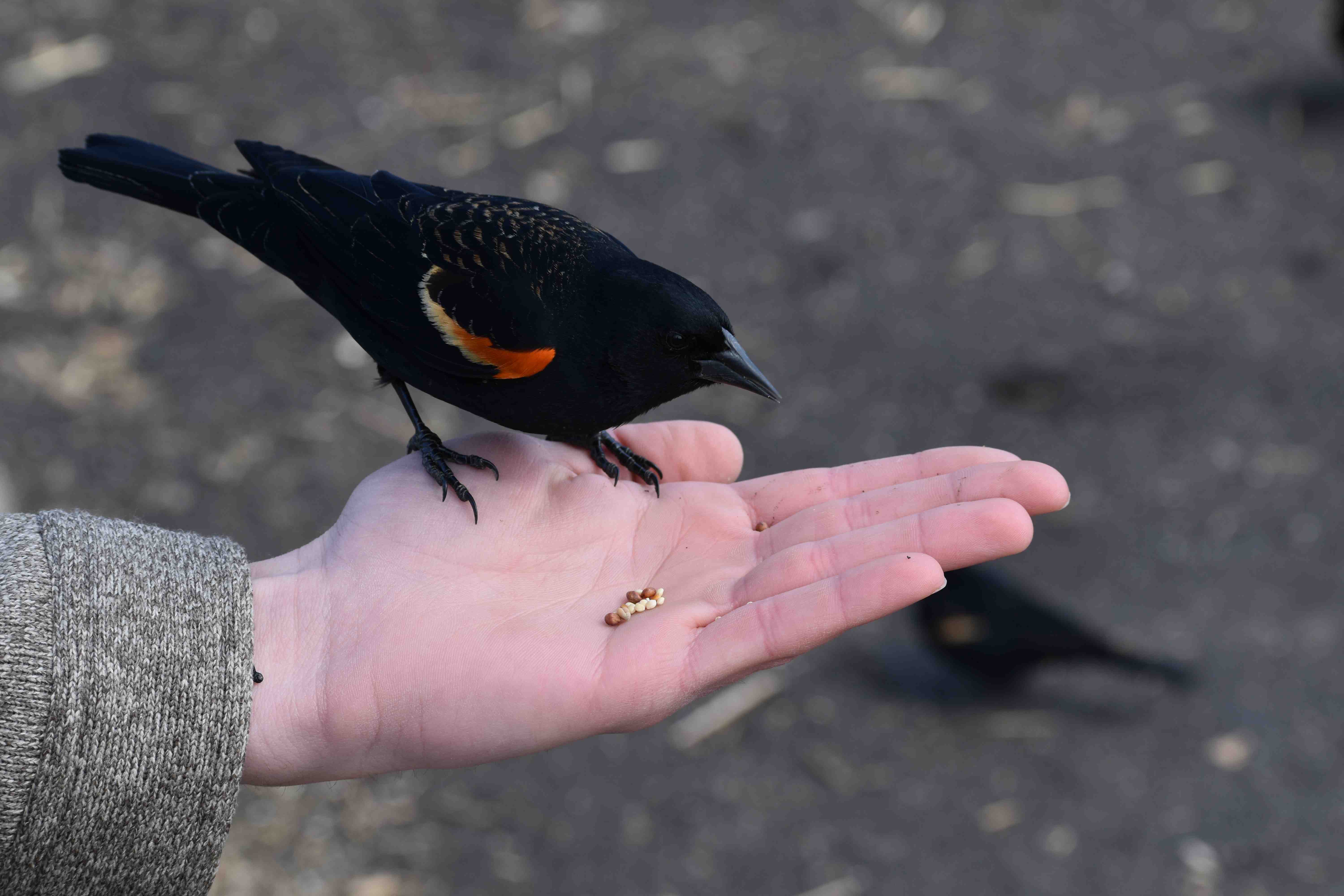 red_winged_blackbird