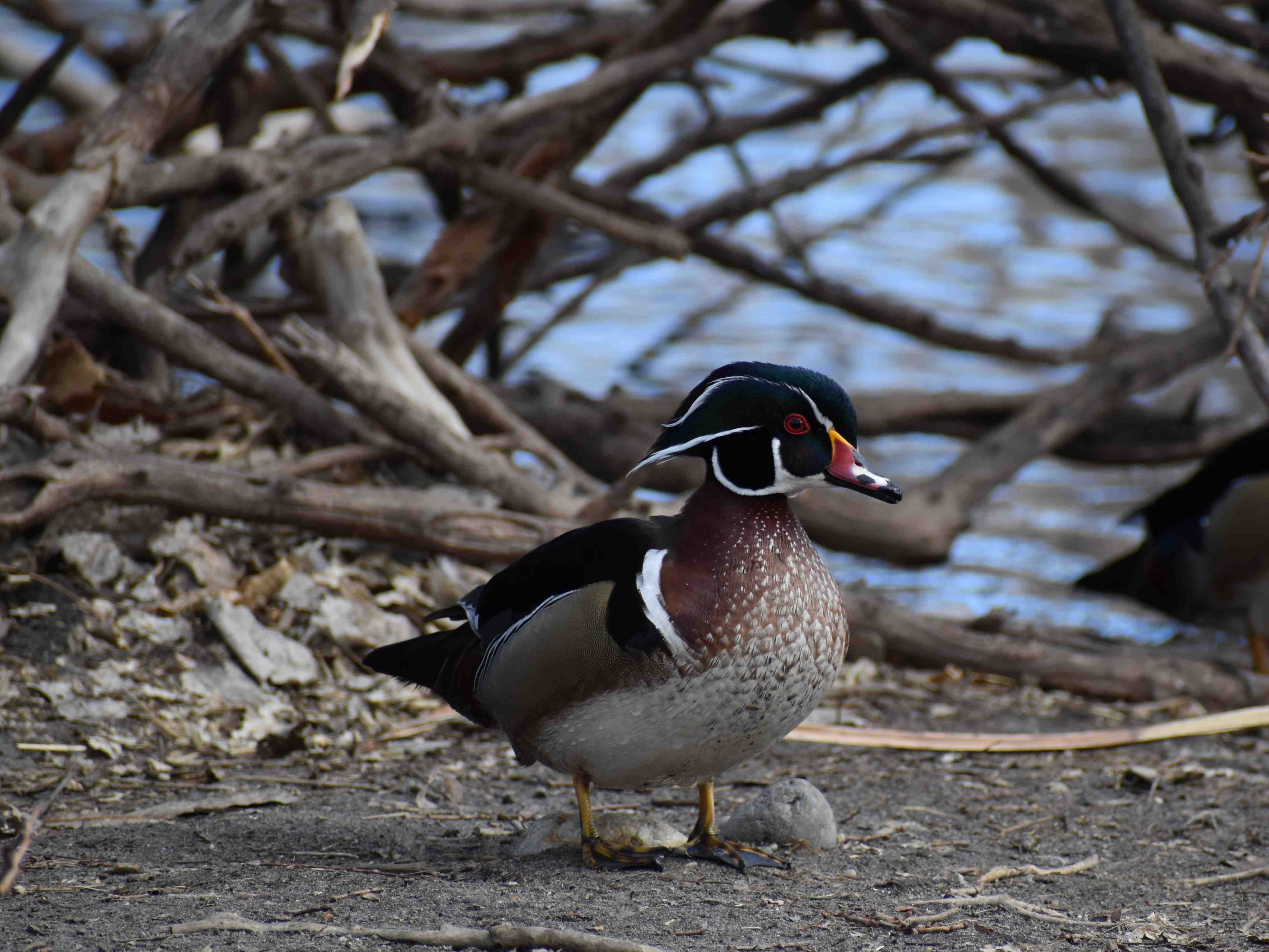 wood_duck