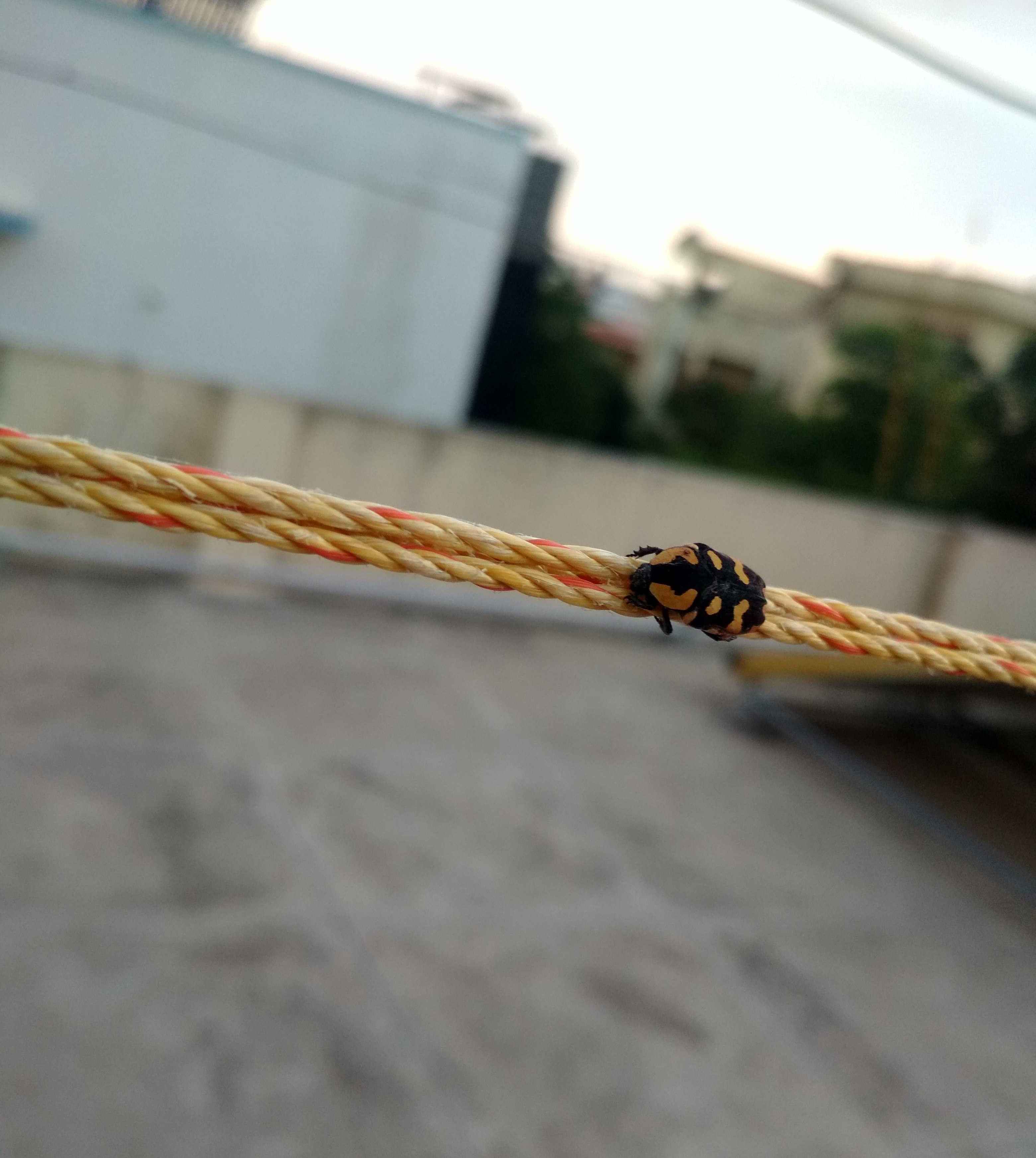 bug_on_wire