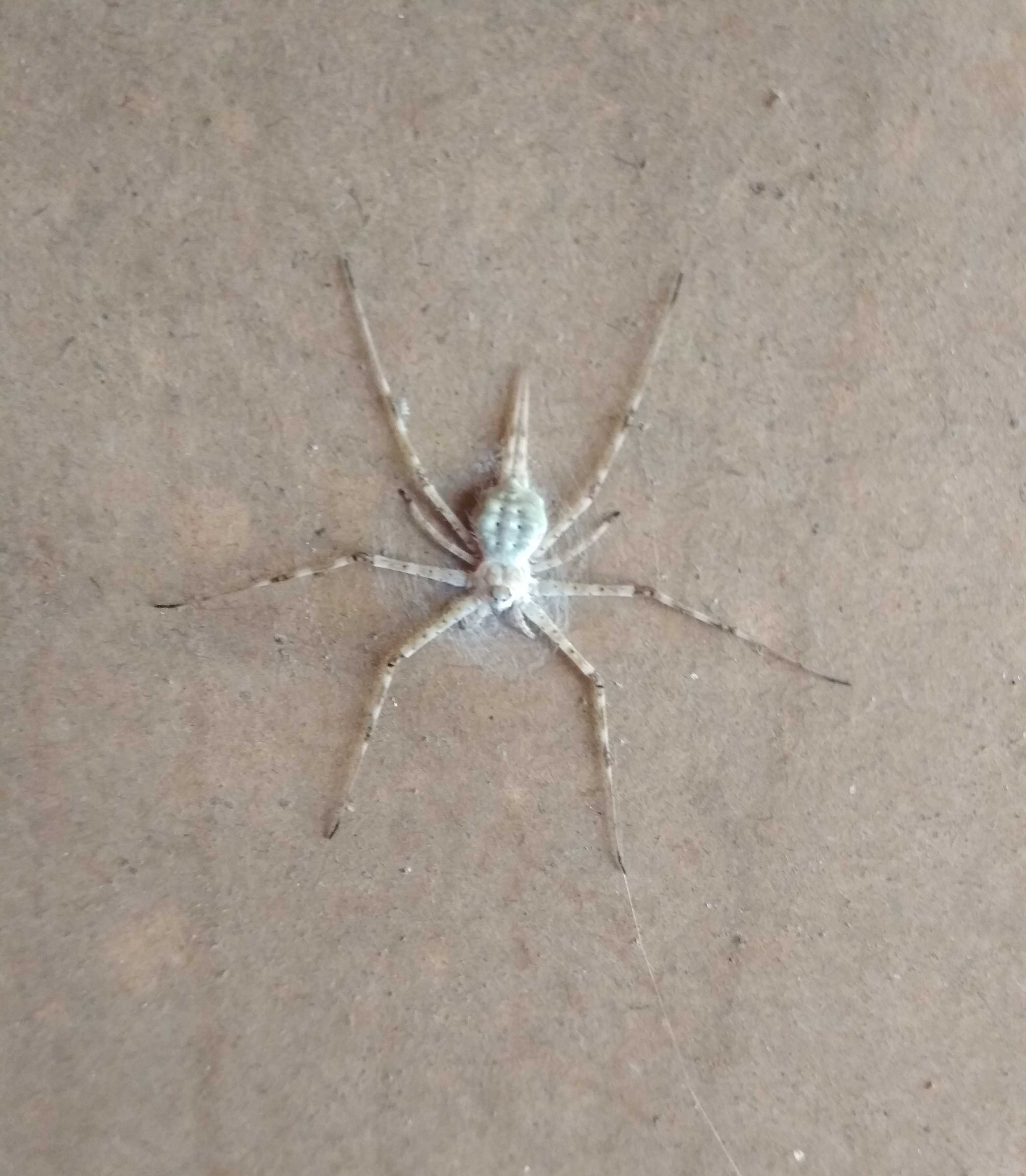 spider_white