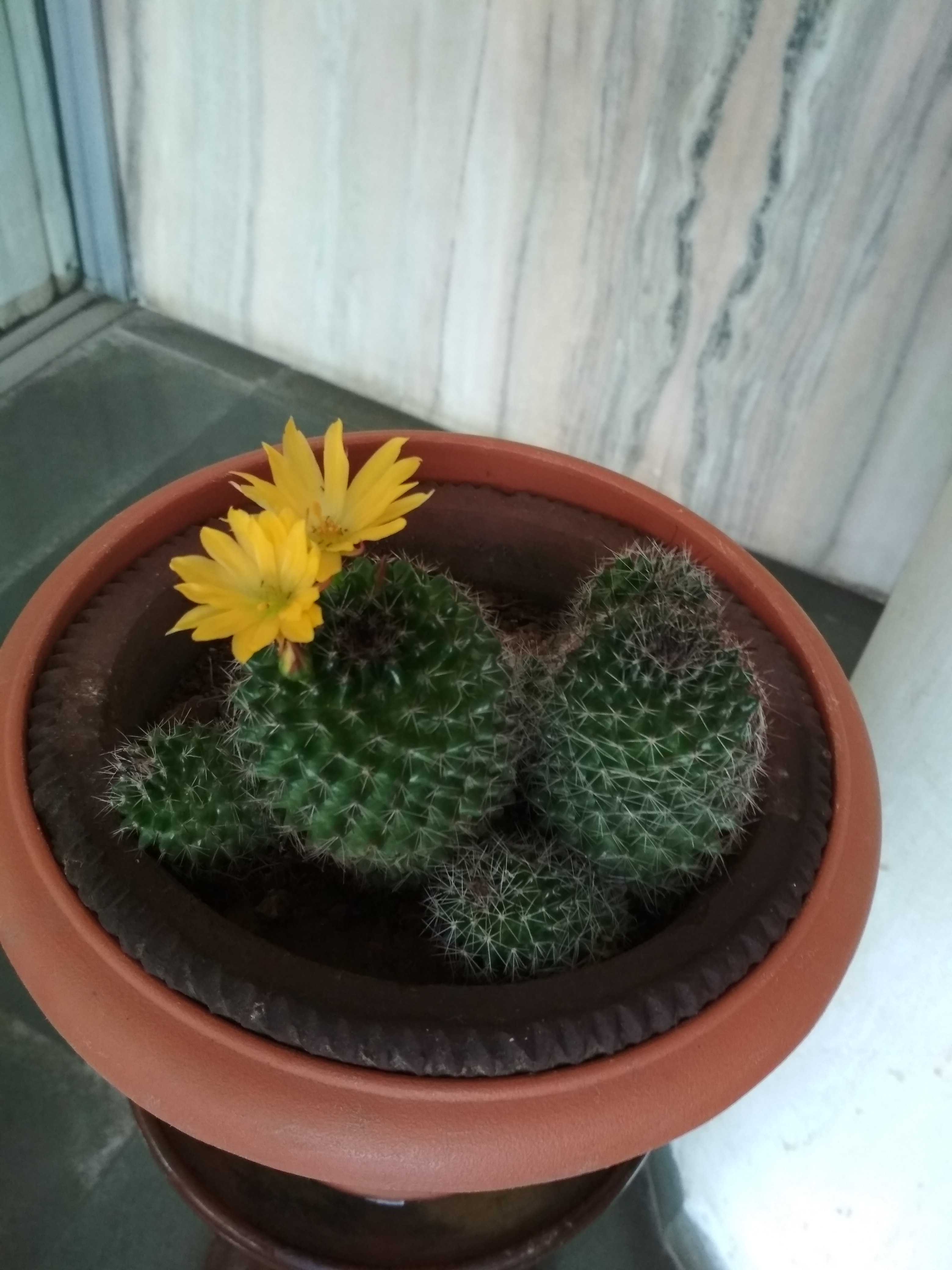 cactus_flower