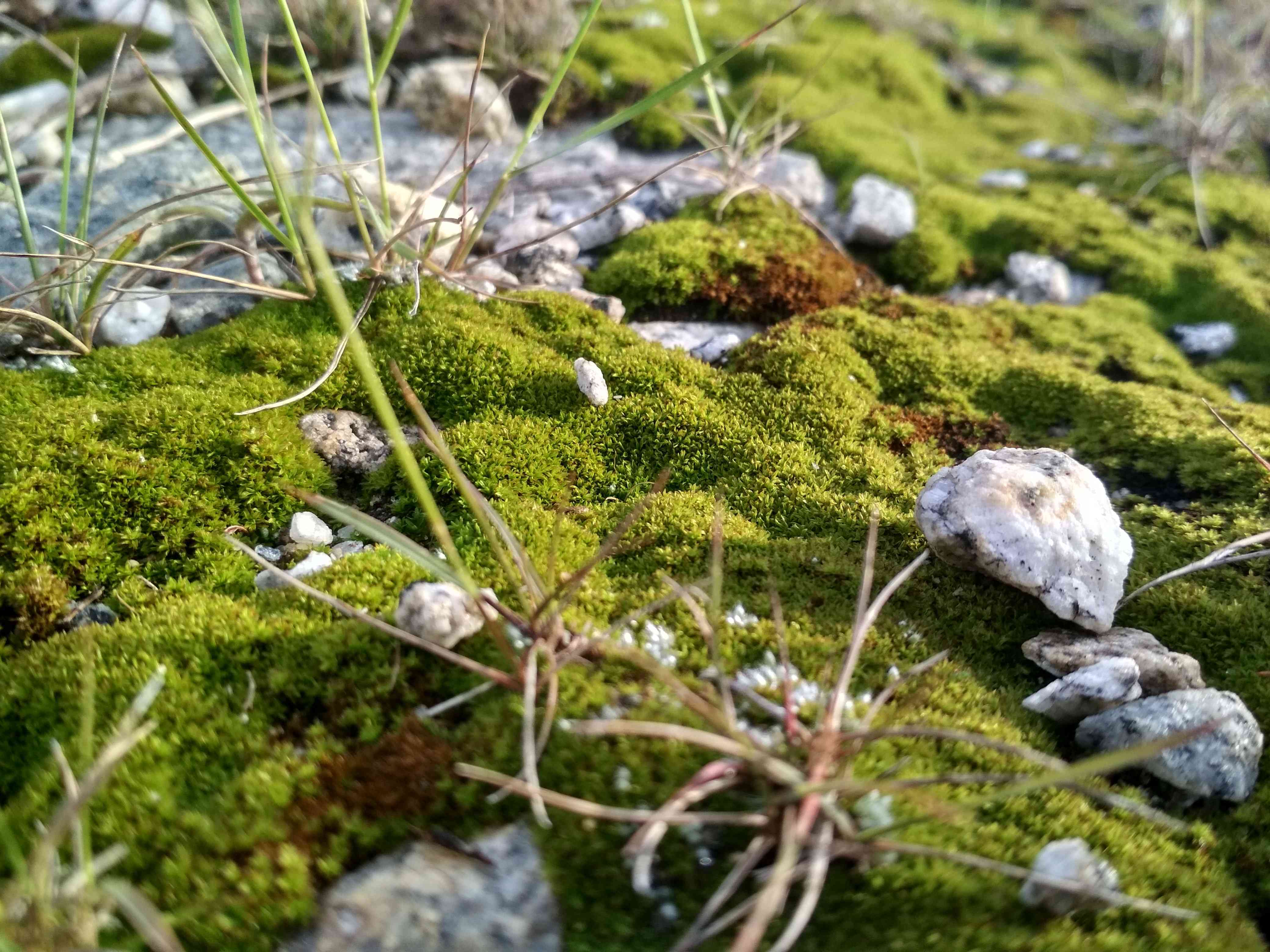 moss_closeup