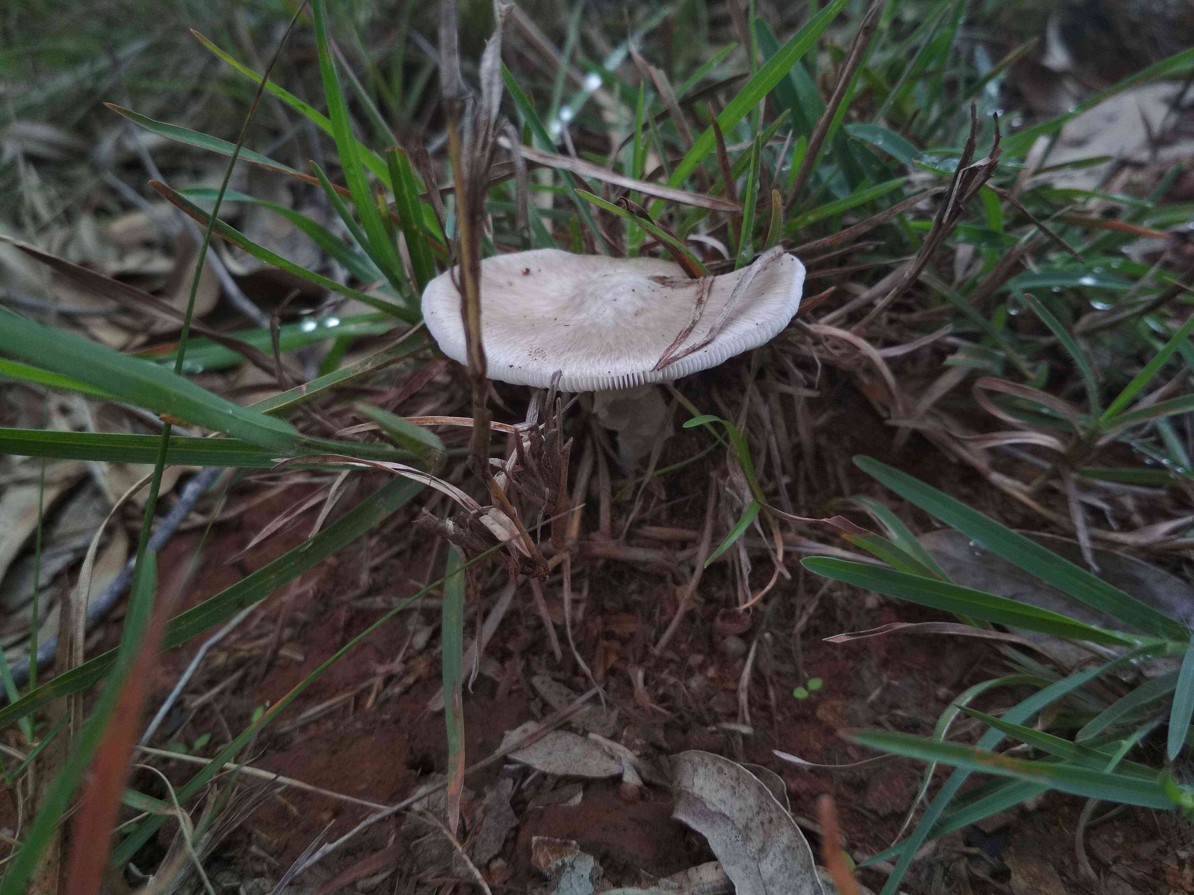 mushroom2