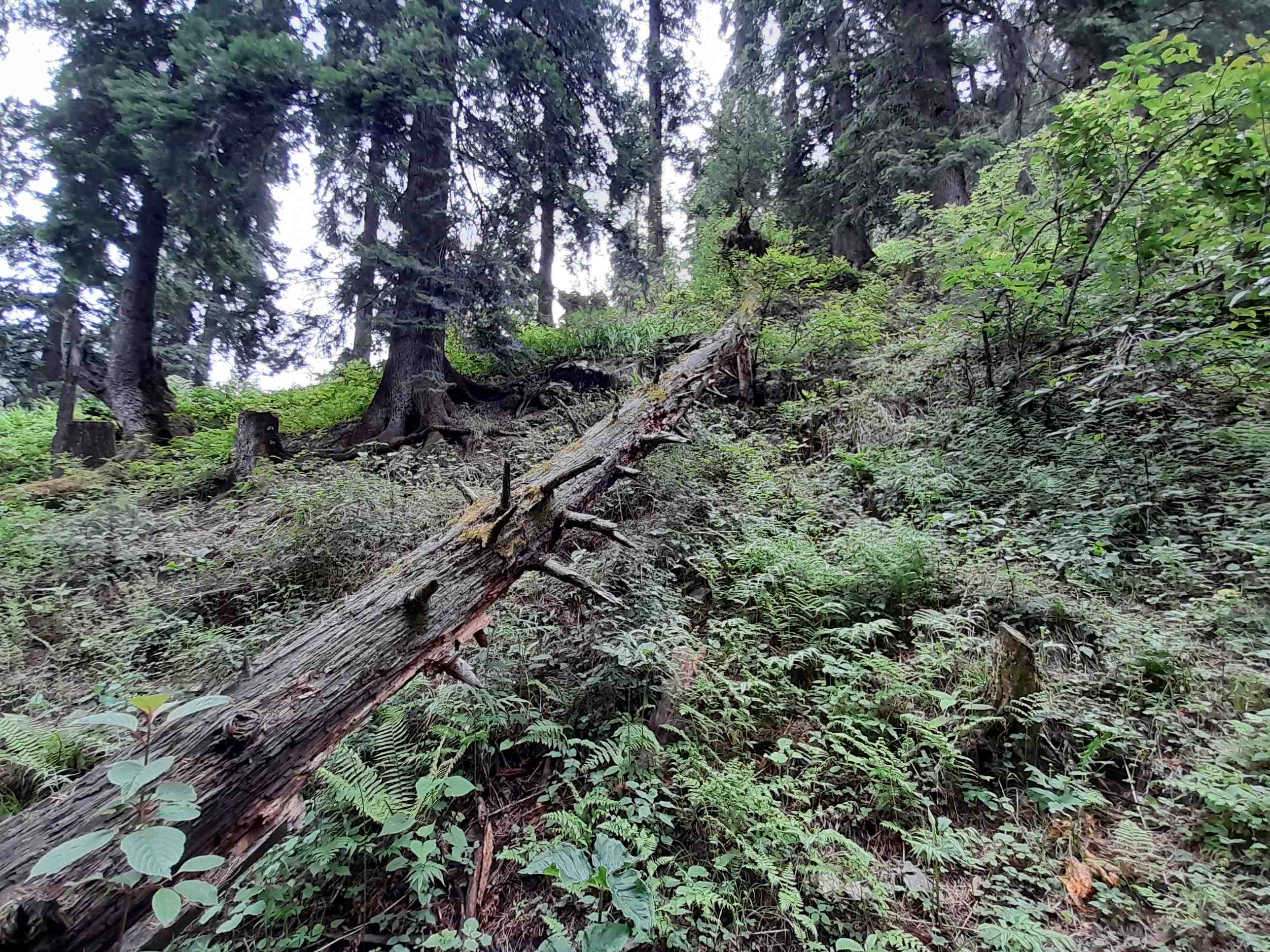 fallen_tree